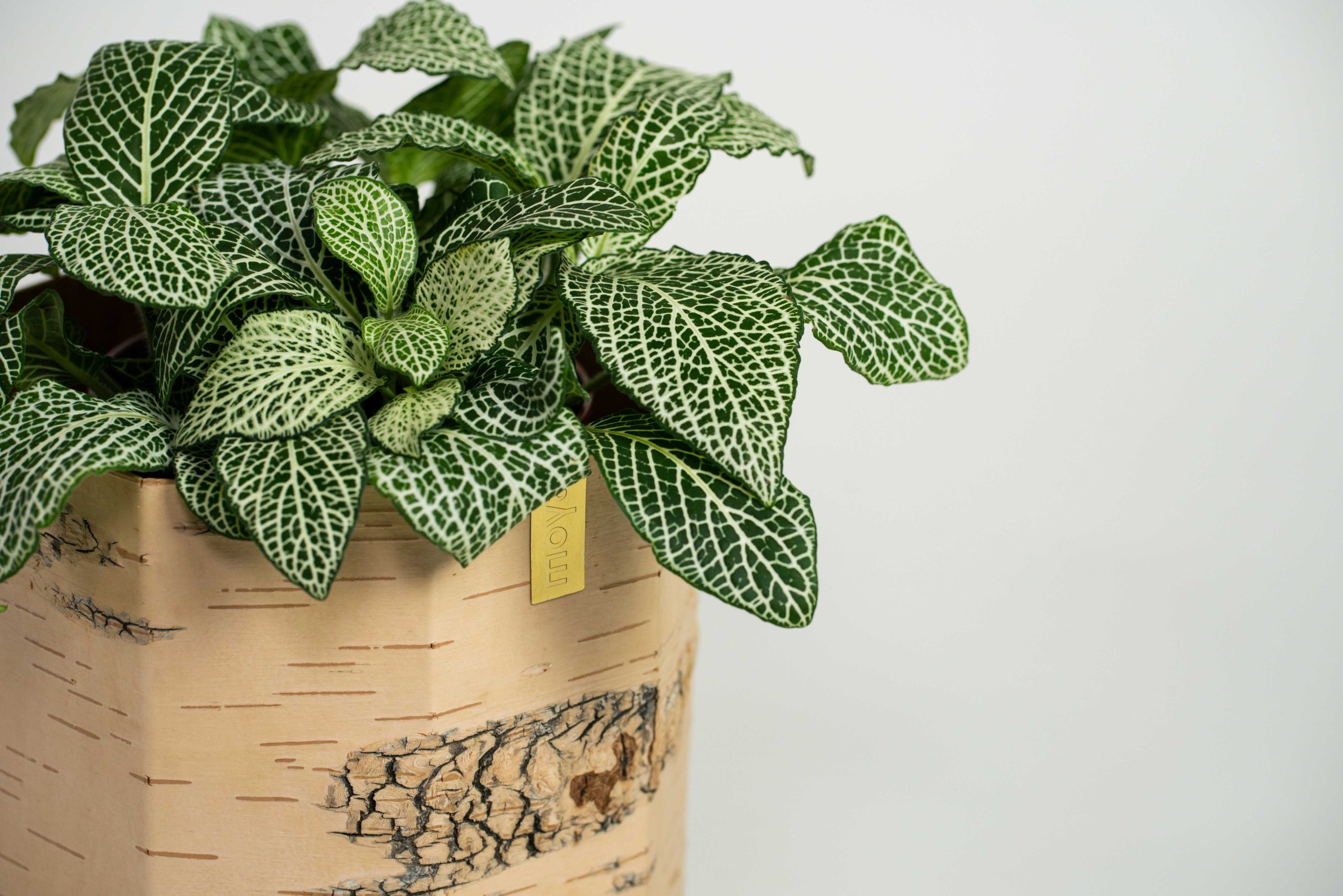alocasia ninja variegata Alocasia Ninja Tricolor Variegata – Exotic-Flowers main image 1