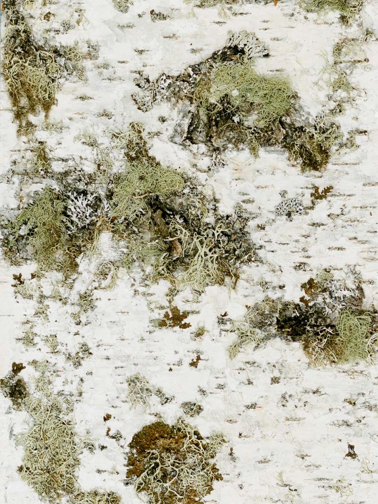 Shop - MOYA Birch Bark - Design Produkte aus Birkenrinde