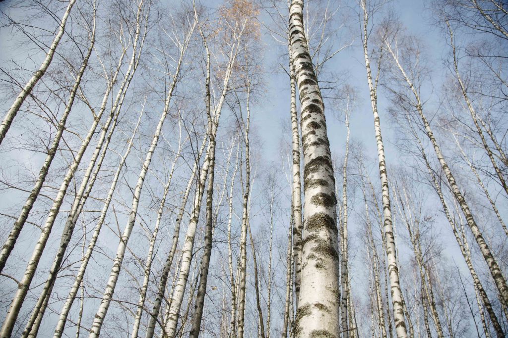 Harvest season at MOYA- How we harvest birch bark - MOYA Birch Bark