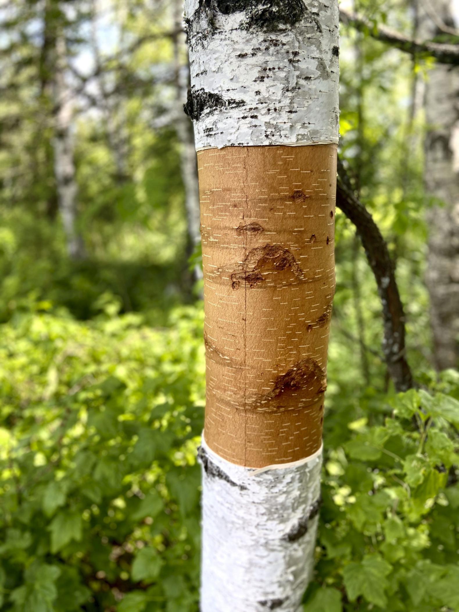 Harvest season at MOYA How we harvest birch bark MOYA Birch Bark