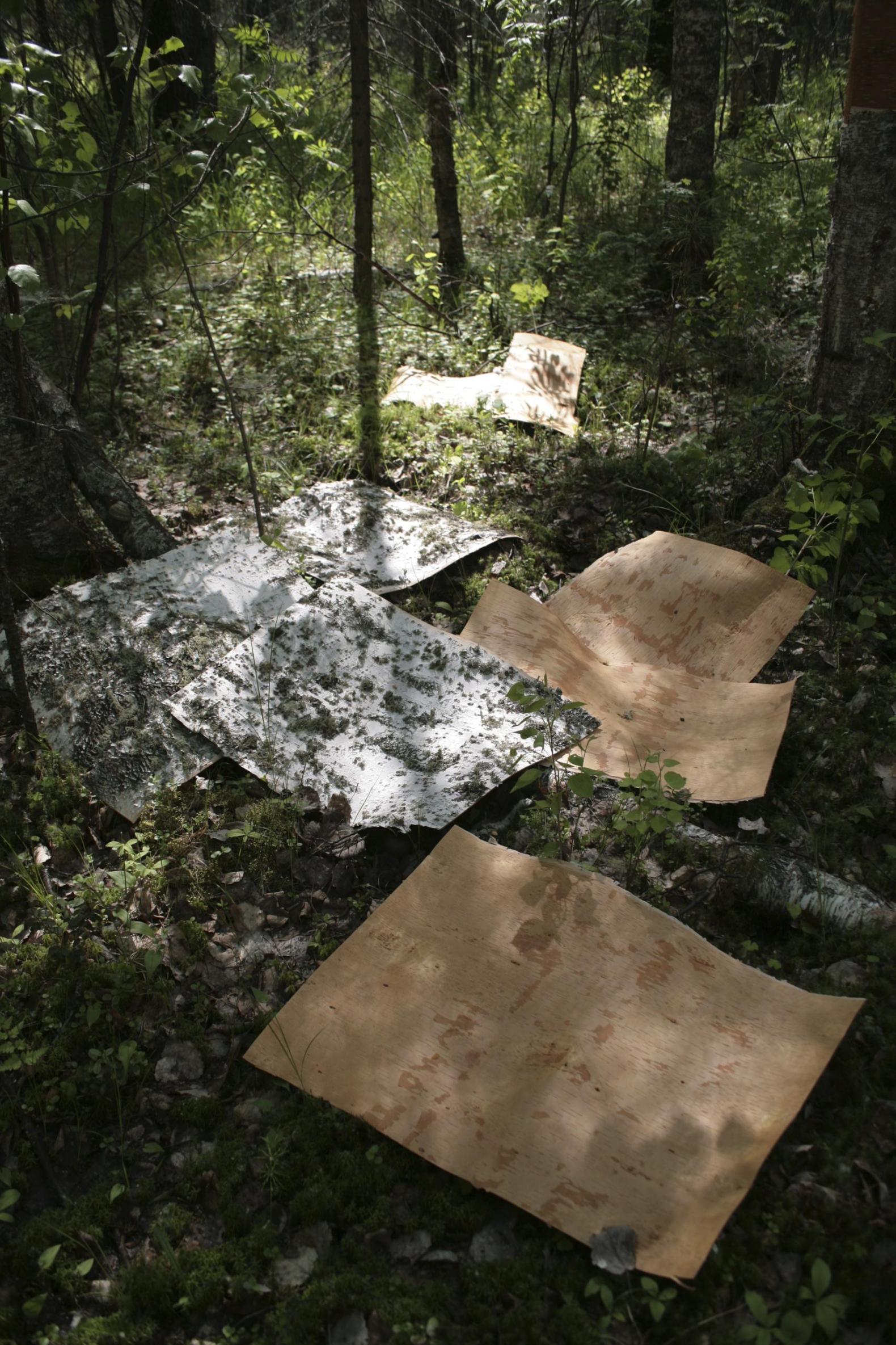 Harvest season at MOYA How we harvest birch bark MOYA Birch Bark