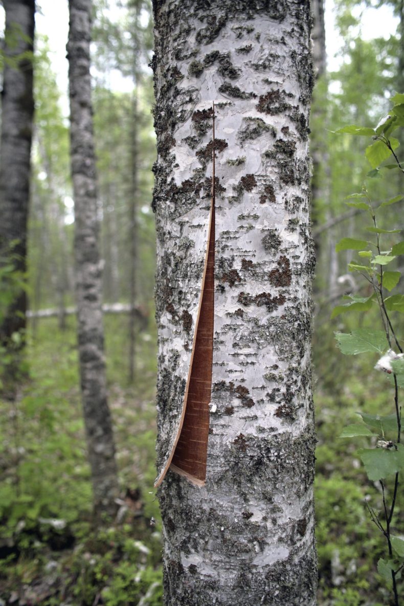 Harvest season at MOYA How we harvest birch bark MOYA Birch Bark