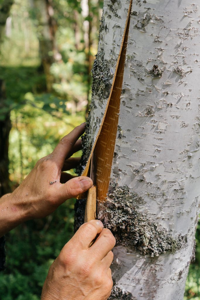 Sustainable Harvest in Siberian Forests - MOYA Birch Bark